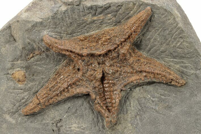 Very Detailed, Ordovician Fossil Starfish - Morocco #271433